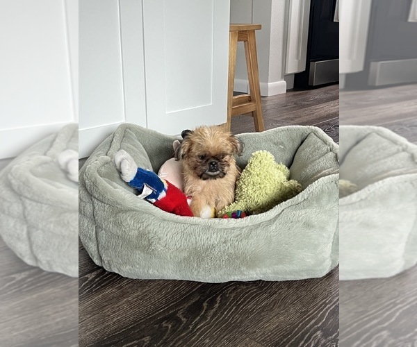 Medium Photo #7 Brussels Griffon Puppy For Sale in NILES, MI, USA
