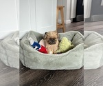 Small #6 Brussels Griffon