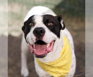 Dalmatian-Unknown Mix Dogs for adoption in San Antonio, TX, USA