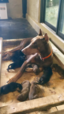 Mother of the Doberman Pinscher puppies born on 08/19/2017