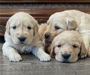 Golden Retriever Puppy for sale in SACRAMENTO, CA, USA