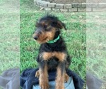 Puppy 10 Airedale Terrier
