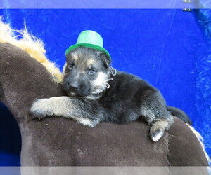 German Shepherd Dog Puppy for sale in HARTVILLE, MO, USA