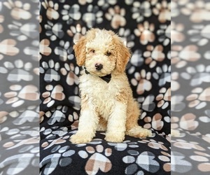 Miniature Bernedoodle Puppy for sale in OXFORD, PA, USA