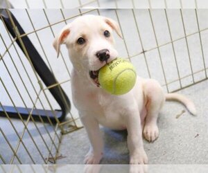 American Staffordshire Terrier-Labrador Retriever Mix Dogs for adoption in Tallahassee, FL, USA