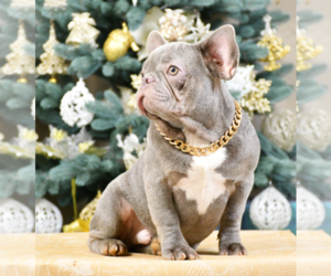 French Bulldog Puppy for sale in BENSALEM, PA, USA