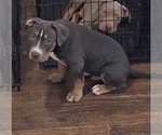 Small #2 American Bully