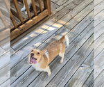 Small #2 Chihuahua Mix