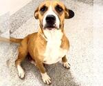 Small #1 Mutt