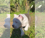 Small Photo #6 American Bully Puppy For Sale in JACKSONVILLE, FL, USA