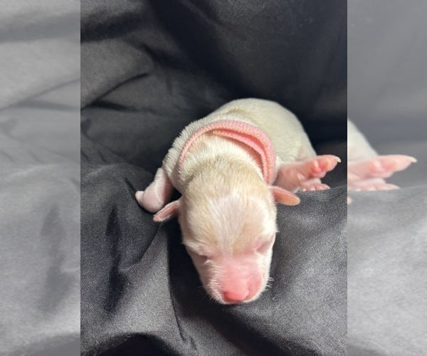 Medium Photo #1 Maltese-Morkie Mix Puppy For Sale in PEORIA, IL, USA