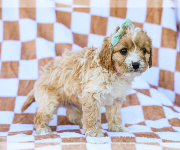 Medium Photo #2 Cavapoo (Miniature) Puppy For Sale in LIBERTY, KY, USA