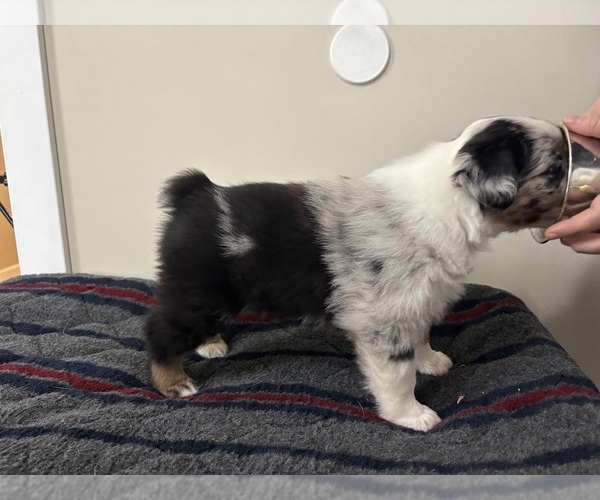 Medium Photo #2 Australian Shepherd Puppy For Sale in CIRCLEVILLE, KS, USA