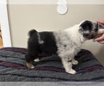 Small #1 Australian Shepherd