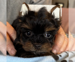 Yorkshire Terrier Puppy for sale in SALEM, OR, USA