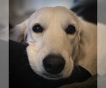 Small #9 English Cream Golden Retriever