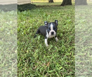 Boston Terrier Puppy for sale in FREDONIA, KS, USA