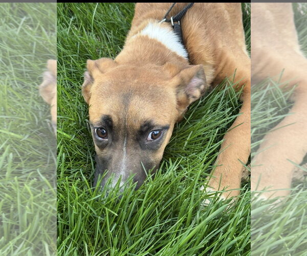 Medium Photo #2 Boxador Puppy For Sale in Omaha, NE, USA