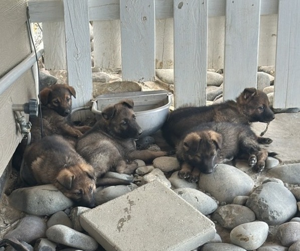 Medium Photo #1 German Shepherd Dog Puppy For Sale in ONTARIO, OH, USA