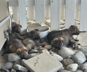 German Shepherd Dog Puppy for sale in ONTARIO, OH, USA