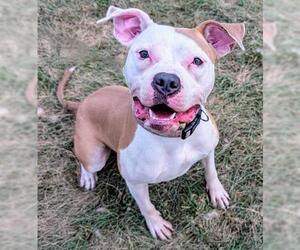 American Pit Bull Terrier Dogs for adoption in Akron, OH, USA