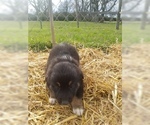 Small Photo #29 Australian Shepherd Puppy For Sale in LEWISBURG, TN, USA
