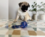 Small #5 Pug