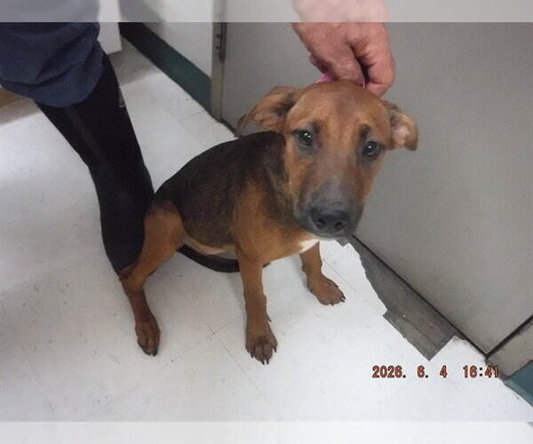 Medium Photo #1 Rhodesian Ridgeback-Unknown Mix Puppy For Sale in Oroville, CA, USA