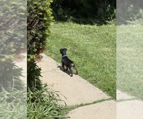 Medium Photo #3 Miniature Pinscher Puppy For Sale in WOODSTOCK, IL, USA
