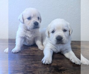 Labrador Retriever Puppy for Sale in FORT COLLINS, Colorado USA