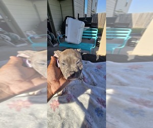 American Bully-Unknown Mix Litter for sale in KATY, TX, USA