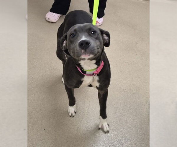 Medium Photo #1 American Pit Bull Terrier-Labrador Retriever Mix Puppy For Sale in Decatur, IL, USA