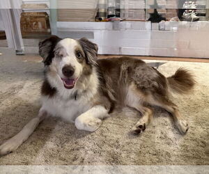 Australian Shepherd Dogs for adoption in The Woodlands, TX, USA