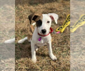 Labrador Retriever-Unknown Mix Dogs for adoption in Minneapolis, MN, USA