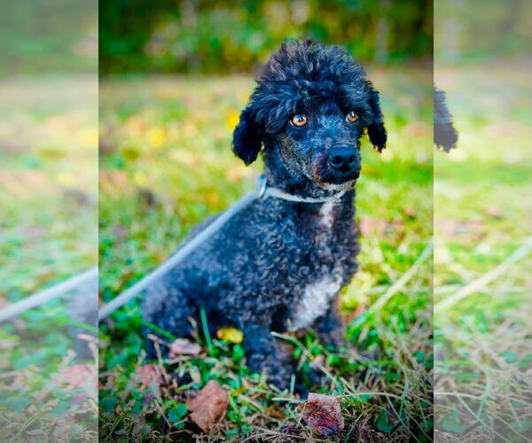 Medium Photo #3 Poodle (Toy) Puppy For Sale in Pacolet, SC, USA