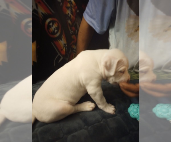 Medium Photo #4 American Bully Puppy For Sale in FRIDLEY, MN, USA