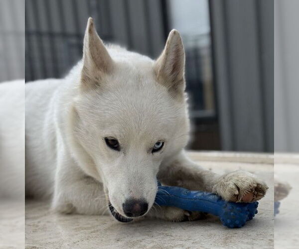 Medium Photo #29 Huskies -Unknown Mix Puppy For Sale in Fargo, ND, USA