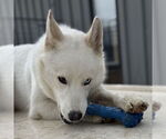 Small #28 Huskies  Mix