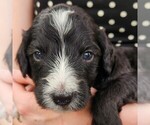 Small #1 F2 Aussiedoodle