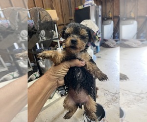 Yorkshire Terrier Puppy for sale in WHITE OAK, GA, USA