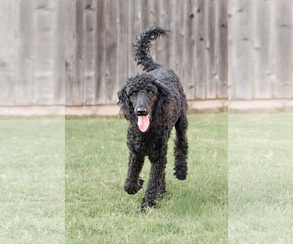 Medium Photo #10 Poodle (Standard) Puppy For Sale in McKinney, TX, USA