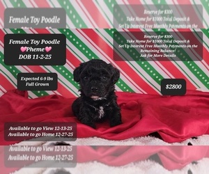 Poodle (Toy) Puppy for sale in TUCSON, AZ, USA