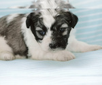Small Photo #4 Zuchon Puppy For Sale in ELKTON, KY, USA