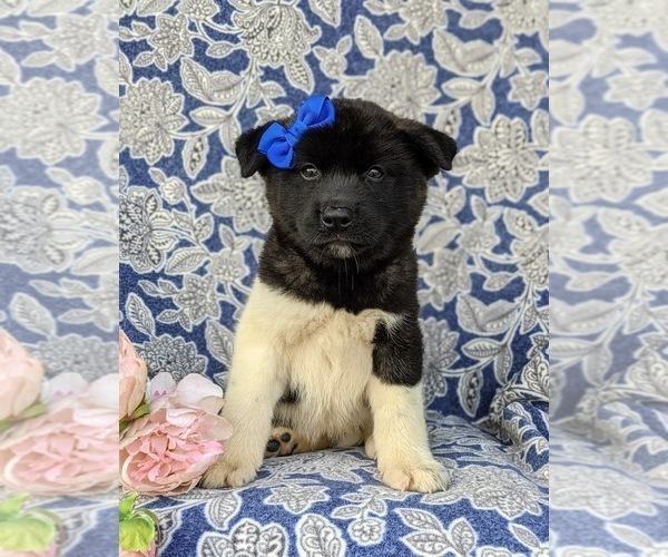 Medium Photo #3 Akita Puppy For Sale in AIRVILLE, PA, USA