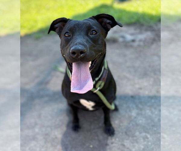 Medium Photo #3 Labrador Retriever-Unknown Mix Puppy For Sale in Virginia Beach, VA, USA