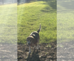 Small #2 Beagle