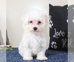 Small #2 Maltese