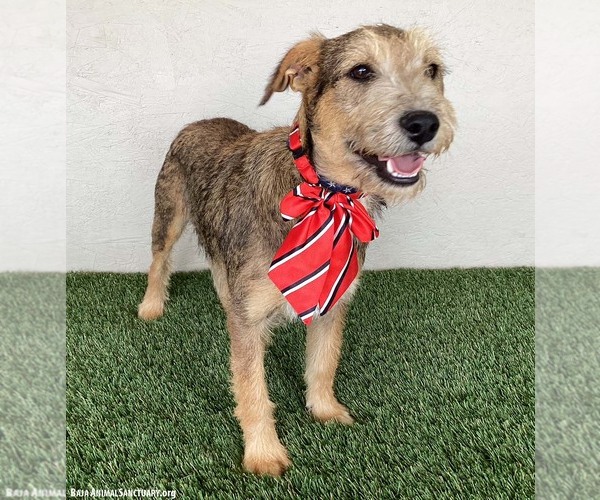 Medium Photo #9 Jack Russell Terrier-Miniature Schnauzer Mix Puppy For Sale in San Diego, CA, USA
