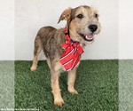 Small #8 Jack Russell Terrier-Miniature Schnauzer Mix