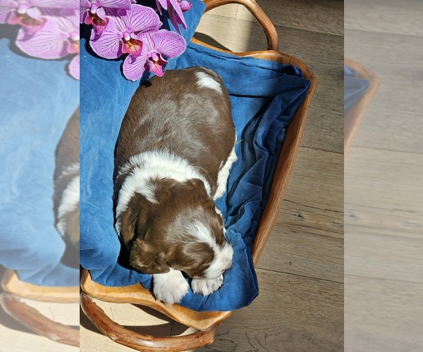 Medium Photo #4 English Springer Spaniel Puppy For Sale in WOOSTER, OH, USA